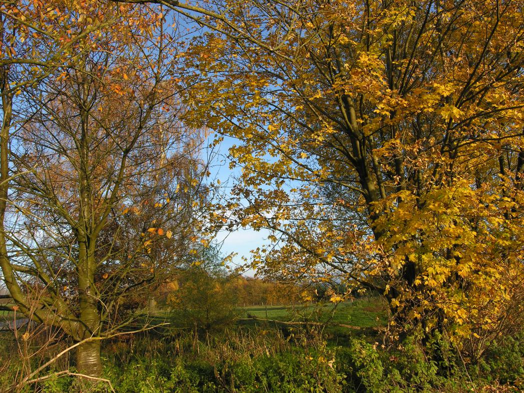 18_10_06_-_bg_-_arbre-couleur-automne-stavelot.jpg