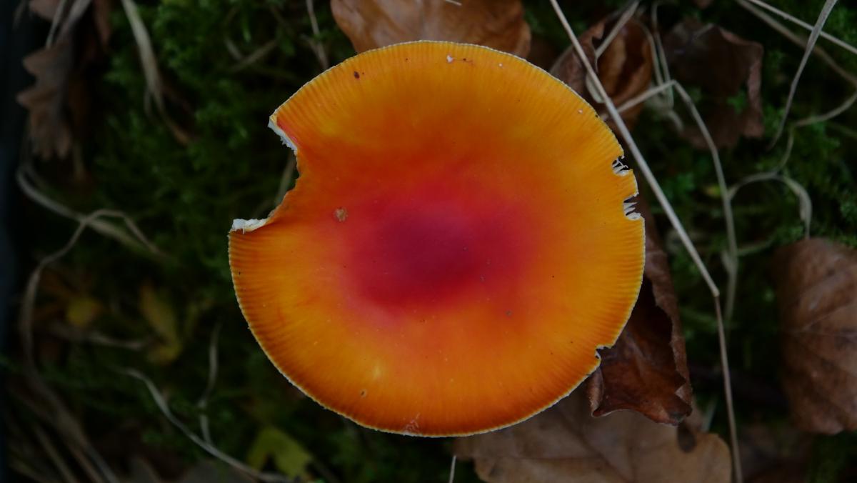 champignons-bois-rouge-orange_5.jpg