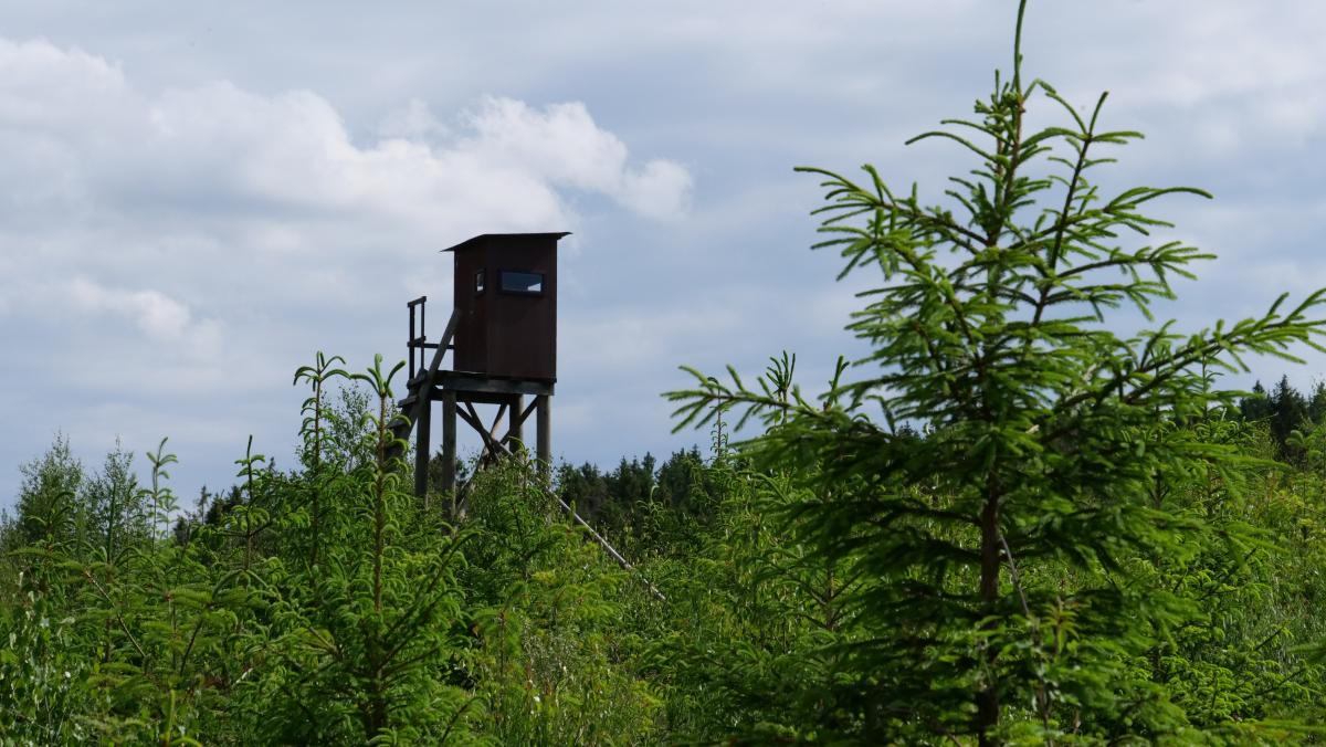 sapin-pavillon-chasse-affut-nuages_2.jpg