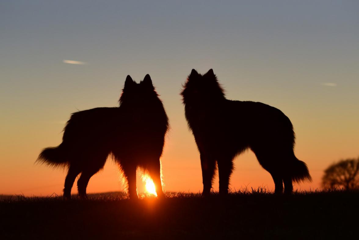 dogs_sunset_abendstimmung_back_light_standing_dog_belgian_shepherd_dog-1203607_1.jpg